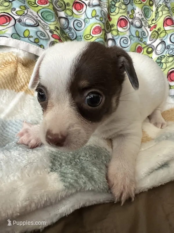 Louise – Chihuahua, Miniature Dachshund puppy for sale in Richmond, VA