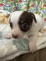Louise, a female Chihuahua and Miniature Dachshund for sale in Richmond, VA – 1 of 6