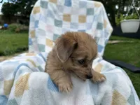Grumpy, a male Miniature Dachshund for sale in Richmond, VA – 2 of 10
