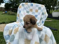 Grumpy, a male Miniature Dachshund for sale in Richmond, VA – 4 of 10