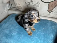 Barney, a male Miniature Dachshund for sale in Richmond, VA – Photo 5 of 8
