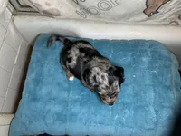 Barney, a male Miniature Dachshund for sale in Richmond, VA – Photo 6 of 8