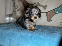 Barney, a male Miniature Dachshund for sale in Richmond, VA – Photo 1 of 8