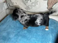 Barney, a male Miniature Dachshund for sale in Richmond, VA – Photo 8 of 8