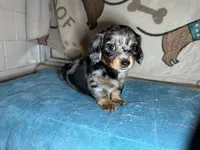 Barney, a male Miniature Dachshund for sale in Richmond, VA – Photo 7 of 8