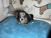 Barney, a male Miniature Dachshund for sale in Richmond, VA – Photo 2 of 8