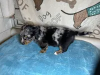 Barney, a male Miniature Dachshund for sale in Richmond, VA – Photo 4 of 8