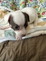 Louise, a female Chihuahua and Miniature Dachshund for sale in Richmond, VA – 3 of 6