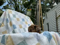 Dopey, a female Miniature Dachshund for sale in Richmond, VA – 5 of 7