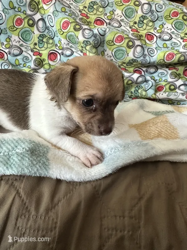 Thelma – Chihuahua puppy for sale in Richmond, VA