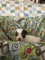Louise, a female Chihuahua and Miniature Dachshund for sale in Richmond, VA – 2 of 6