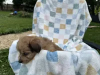 Grumpy, a male Miniature Dachshund for sale in Richmond, VA – 5 of 10