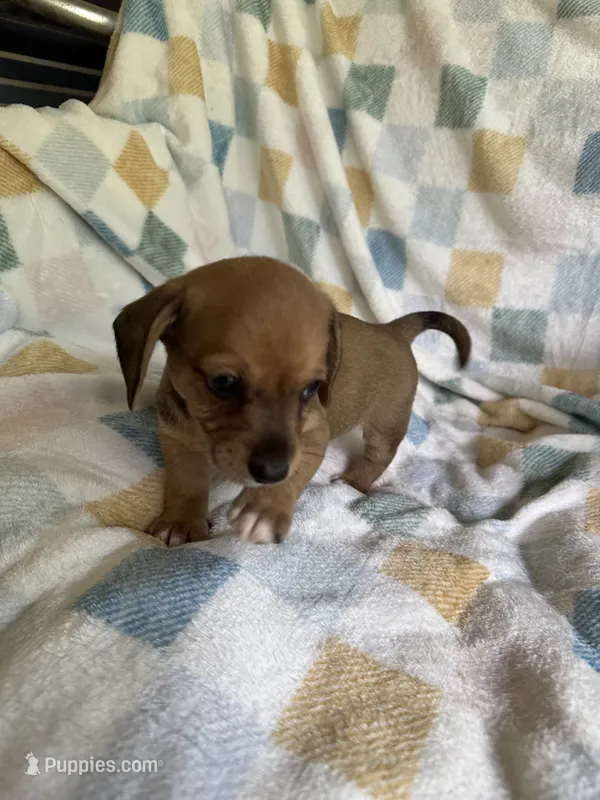 Larry CKC Miniature Dachshund  – Miniature Dachshund puppy for sale in Richmond, VA