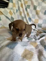 Larry CKC Miniature Dachshund , a male Miniature Dachshund for sale in Richmond, VA – 1 of 1
