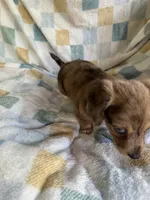 Brownie  CKC Miniature Dachshund , a female Miniature Dachshund for sale in Richmond, VA – 6 of 10