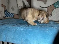 Wilma, a female Miniature Dachshund for sale in Richmond, VA – Photo 2 of 9