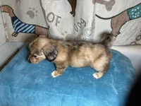 Wilma, a female Miniature Dachshund for sale in Richmond, VA – Photo 8 of 9