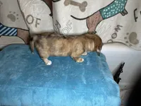 Wilma, a female Miniature Dachshund for sale in Richmond, VA – Photo 4 of 9