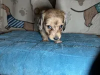 Wilma, a female Miniature Dachshund for sale in Richmond, VA – Photo 5 of 9