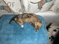 Wilma, a female Miniature Dachshund for sale in Richmond, VA – Photo 6 of 9