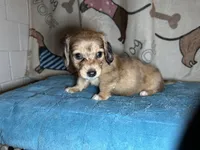 Wilma, a female Miniature Dachshund for sale in Richmond, VA – Photo 3 of 9