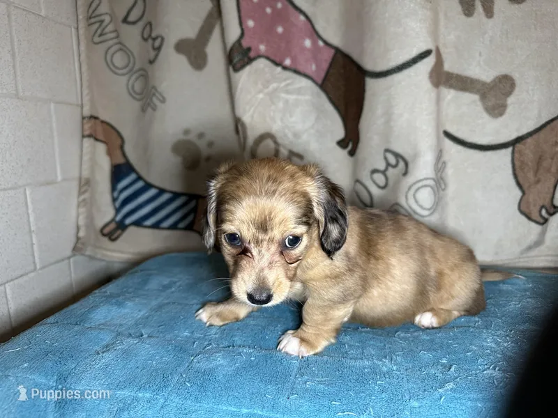 Wilma – Miniature Dachshund puppy for sale in Richmond, VA