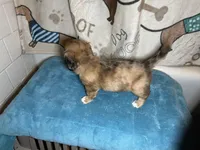 Wilma, a female Miniature Dachshund for sale in Richmond, VA – Photo 7 of 9