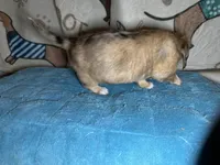 Wilma, a female Miniature Dachshund for sale in Richmond, VA – Photo 9 of 9