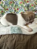 Thelma, a female Chihuahua for sale in Richmond, VA – 4 of 8