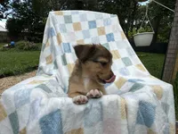 Sneezy, a male Miniature Dachshund for sale in Richmond, VA – 5 of 7