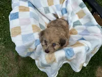 Grumpy, a male Miniature Dachshund for sale in Richmond, VA – 8 of 10