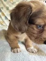 Brownie  CKC Miniature Dachshund , a female Miniature Dachshund for sale in Richmond, VA – 3 of 10