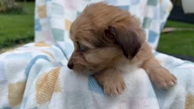 Grumpy, a male Miniature Dachshund for sale in Richmond, VA – 3 of 10