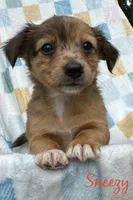 Sneezy, a male Miniature Dachshund and Pomchi for sale in Richmond, VA – 1 of 8