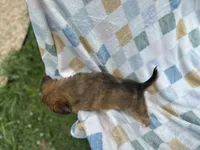 Sneezy, a male Miniature Dachshund for sale in Richmond, VA – 7 of 7
