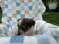 Sleepy, a male Miniature Dachshund for sale in Richmond, VA – 3 of 9