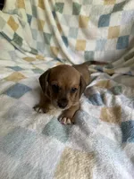 Moe CKC Miniature Dachshund , a male Miniature Dachshund for sale in Richmond, VA – 4 of 7