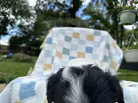 Happy, a female Miniature Dachshund for sale in Richmond, VA – 4 of 7