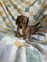 Brownie  CKC Miniature Dachshund , a female Miniature Dachshund for sale in Richmond, VA – 5 of 10