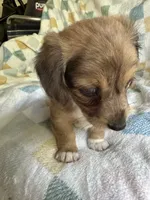 Brownie  CKC Miniature Dachshund , a female Miniature Dachshund for sale in Richmond, VA – 2 of 10