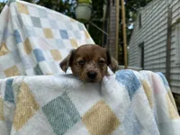 Dopey, a female Miniature Dachshund for sale in Richmond, VA – 4 of 7