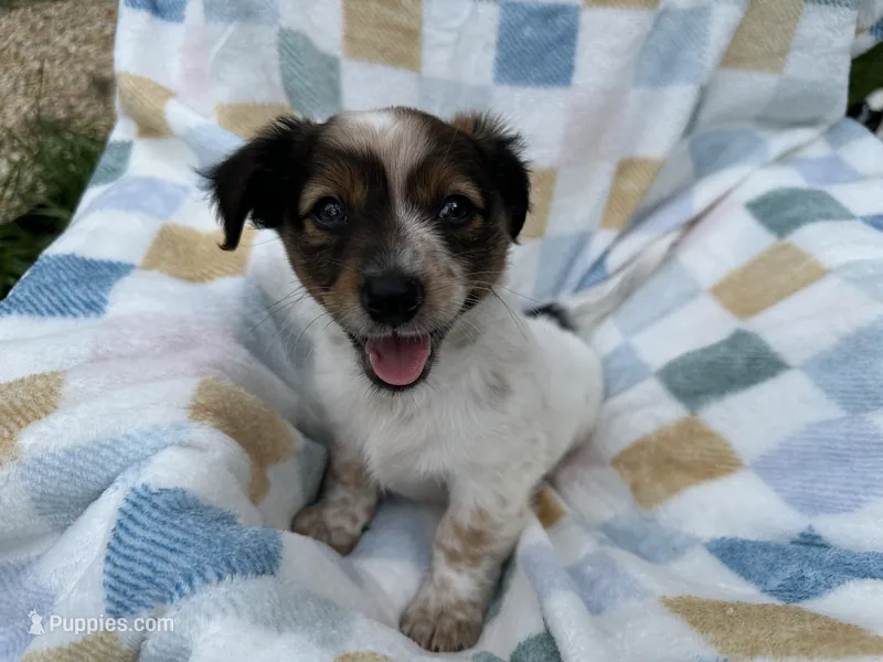 Sleepy – Miniature Dachshund, Pomchi puppy for sale in Richmond, VA