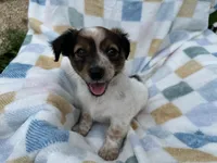 Sleepy, a male Miniature Dachshund for sale in Richmond, VA – 2 of 9