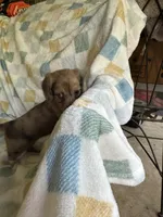 Brownie  CKC Miniature Dachshund , a female Miniature Dachshund for sale in Richmond, VA – 1 of 10