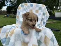 Grumpy, a male Miniature Dachshund for sale in Richmond, VA – 7 of 10