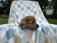 Dopey, a female Miniature Dachshund for sale in Richmond, VA – 6 of 7