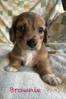 Brownie  CKC Miniature Dachshund , a female Miniature Dachshund for sale in Richmond, VA – 8 of 10