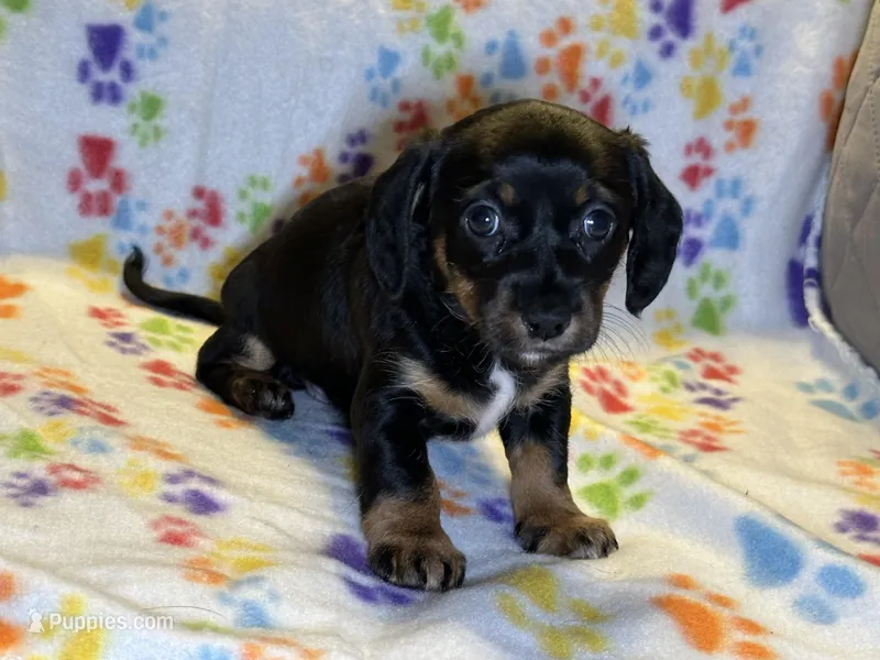 Cookie Monster – Miniature Dachshund puppy for sale in Richmond, VA