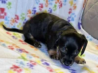 Cookie Monster, a female Miniature Dachshund for sale in Richmond, VA – Photo 2 of 5