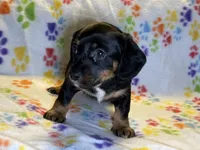 Cookie Monster, a female Miniature Dachshund for sale in Richmond, VA – Photo 5 of 5